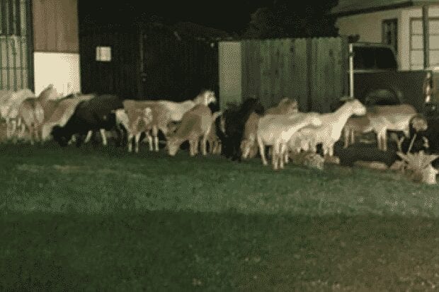 Burro lidera fuga de ovelhas e polícia chama reforço para contê-los