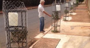 Montes Claros - População orientada a plantar árvores que não destroem estruturas nem atingem redes