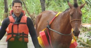 Norte de Minas - Bombeiros realizam o salvamento de cinco cavalos que ficaram ilhados com a cheia do Ribeirão do Ouro no Município de São João da Ponte