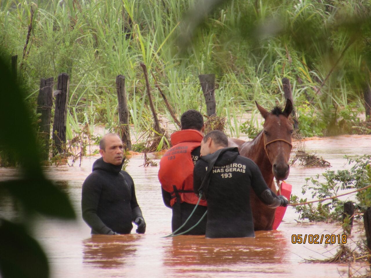 Norte de Minas - Bombeiros realizam o salvamento de cinco cavalos que ficaram ilhados com a cheia do Ribeirão do Ouro no Município de São João da Ponte