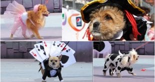 Montes Claros - Bloco de Carnaval para Pets em Montes Claros