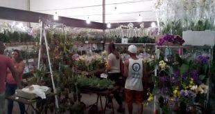 Montes Claros - Exposição de orquídeas em Montes Claros