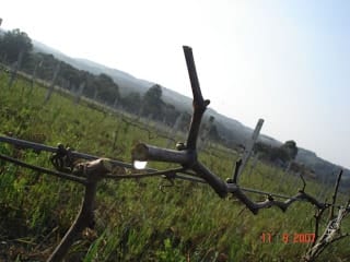 Coluna do Nilson Apollo - Tempos de poda