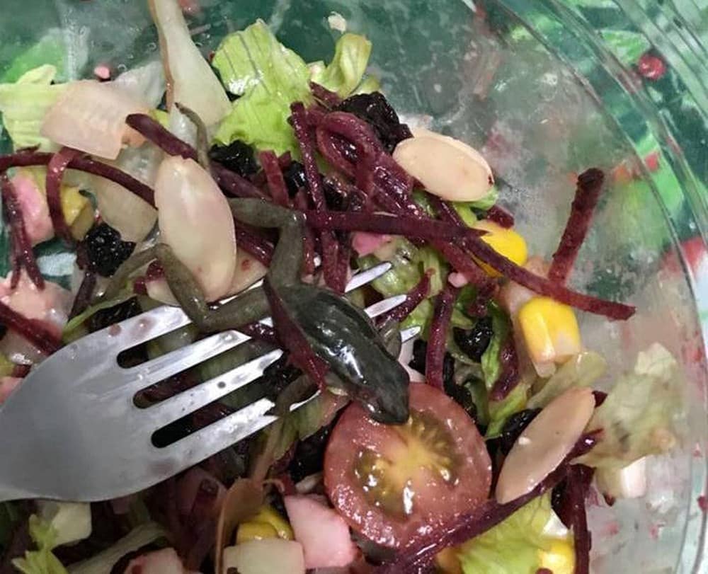 Senhora encontra uma perereca ainda viva em salada de pote de supermercado
