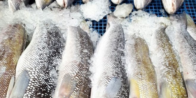 Saúde - Cuidados na hora de comprar peixe na Semana Santa