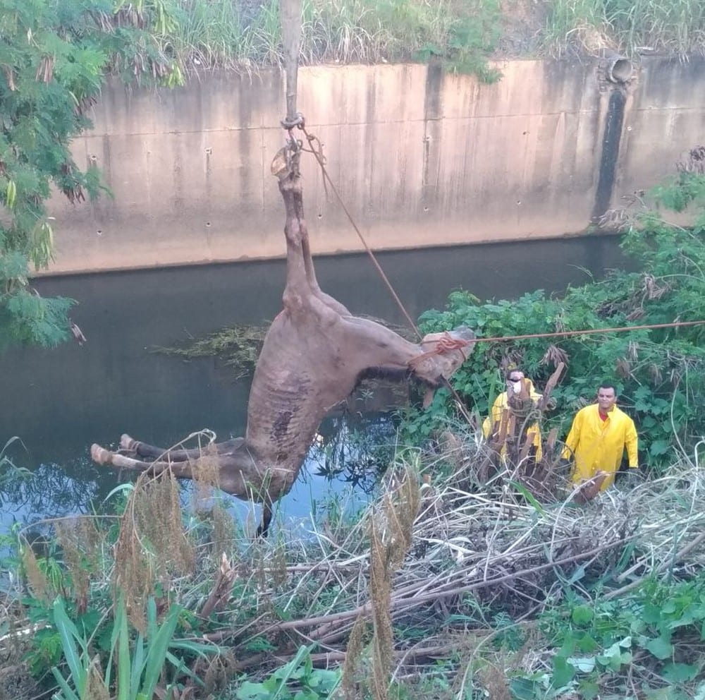 Militares contaram com ajuda de um equipamento para içar o cavalo em Montes Claros