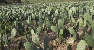 No Norte de Minas, palma forrageira é alternativa para alimentar o rebanho bovino no período de seca