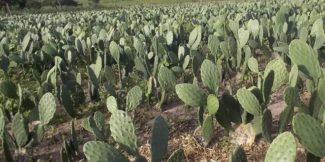 No Norte de Minas, palma forrageira é alternativa para alimentar o rebanho bovino no período de seca