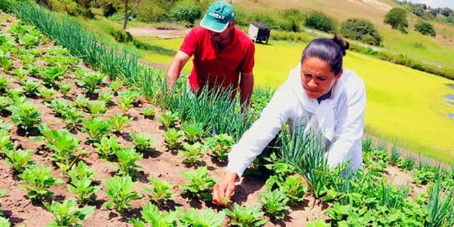 Governo de Minas reforça apoio à agricultura familiar e estimula feiras para geração de renda