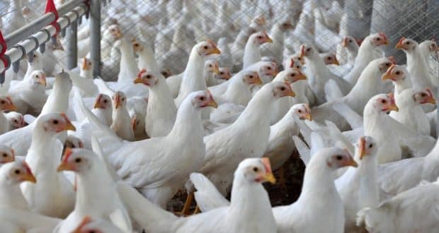 União Europeia proibiu 20 frigoríficos brasileiros de exportar frango para a região