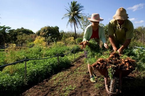 Produtores Rurais podem renegociar dívidas com Funrural
