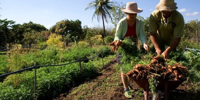 Produtores Rurais podem renegociar dívidas com Funrural
