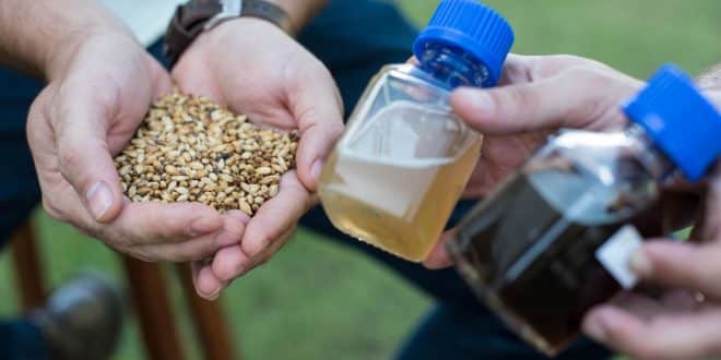 Graos de cevada e amostras de mosto cervejeiro, a sua produção é uma das etapas da oficina - crédito Amanda Lelis UFMG