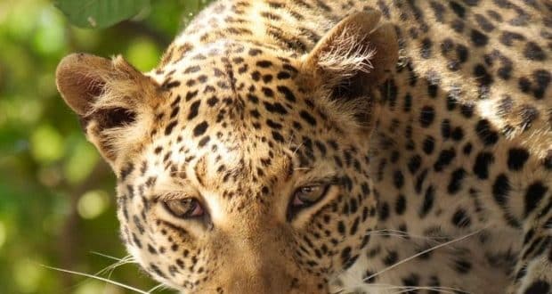 Leopardo arrancou a cabeça da criança