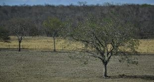 Montes Claros decreta estado de emergência devido à falta de chuvas