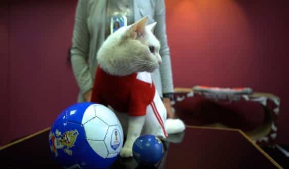 É o primeiro erro do cartomante oficial da Copa do Mundo