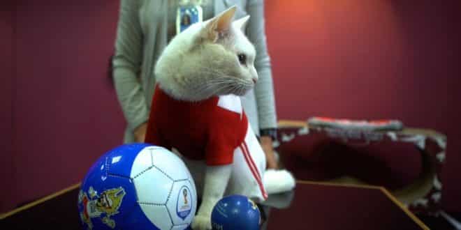 É o primeiro erro do cartomante oficial da Copa do Mundo