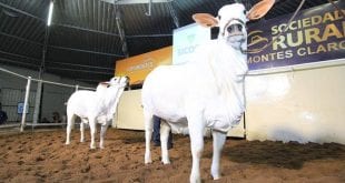 Mais de 8 mil cabeças de gado devem ser comercializadas durante os 11 leilões que compõem a 44ª Expomontes. em Montes Claros, no Norte de Minas Gerais.