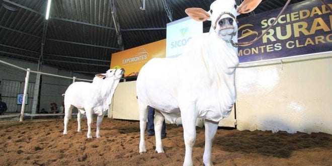 Mais de 8 mil cabeças de gado devem ser comercializadas durante os 11 leilões que compõem a 44ª Expomontes. em Montes Claros, no Norte de Minas Gerais.