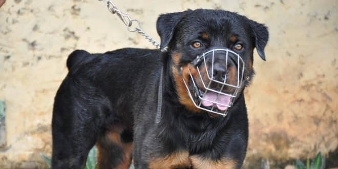 Prefeitura de Montes Claros impõe regras para a circulação de animais nos parques e praças
