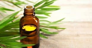 Óleo de melaleuca controla a oleosidade da pele e combate a acne. Veja como!