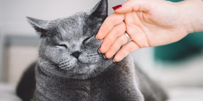 Dicas para realizar a higiene do seu gato em casa