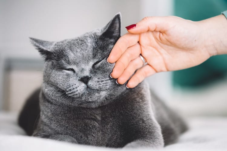 Dicas para realizar a higiene do seu gato em casa