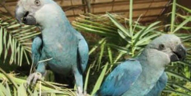Ararinha azul desapareceu de seu habitat natural em 2000 e agora teve a extinção na natureza declarada