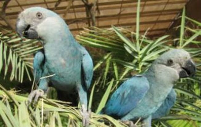 Ararinha azul desapareceu de seu habitat natural em 2000 e agora teve a extinção na natureza declarada