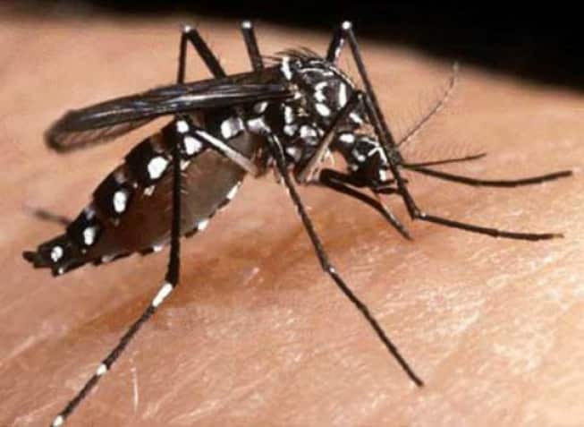 A evolução para a variedade hemorrágica está ligada vários fatores, como a quantidade de vírus no organismo e a reação do sistema imunológico do doente
