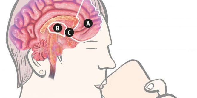 Abuso de álcool na adolescência pode ‘deformar’ o cérebro