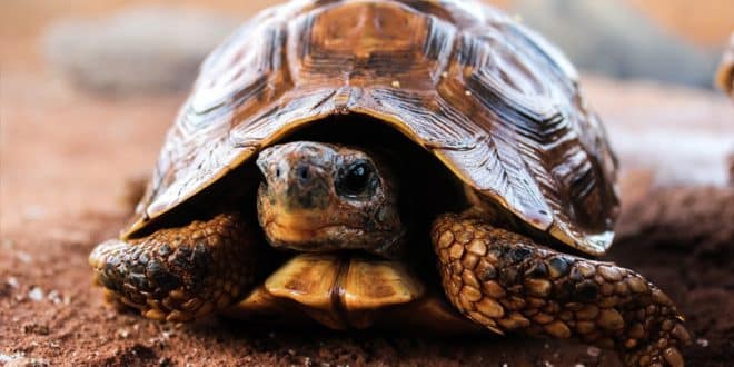 Quais documentos você precisa para ter um animal silvestre