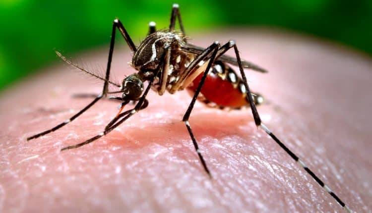 Aedes aegypti, vetor da dengue, zika e chikungunya.