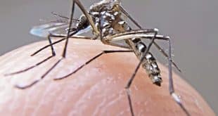 Ciclo silvestre da zika existia apenas na África; nos demais continentes, circulação ocorre só entre humanos