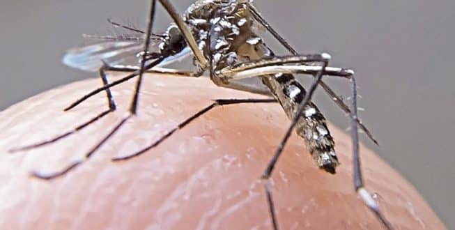 Ciclo silvestre da zika existia apenas na África; nos demais continentes, circulação ocorre só entre humanos