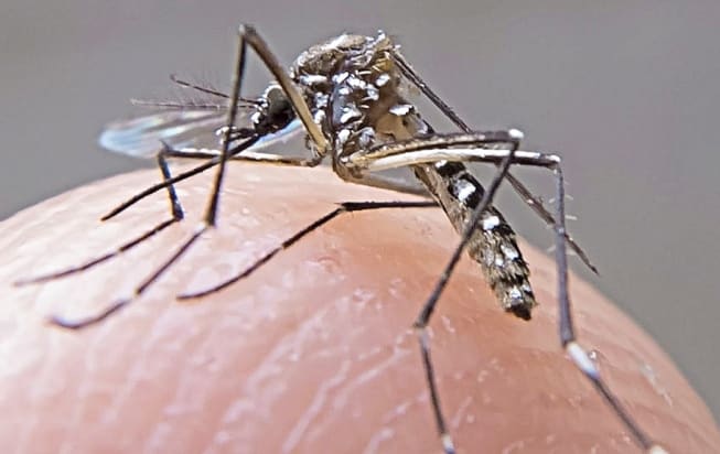 Ciclo silvestre da zika existia apenas na África; nos demais continentes, circulação ocorre só entre humanos