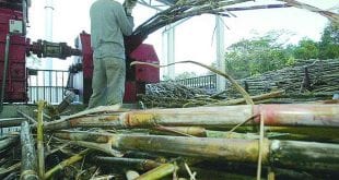 Em Minas, 90% da produção de cachaça é clandestina
