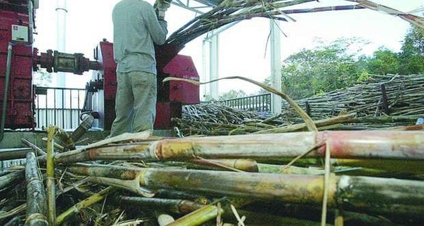 Em Minas, 90% da produção de cachaça é clandestina