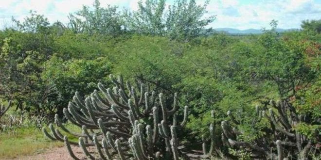 Projeto Biomas Tropicais amplia apoio à preservação ambiental e produção de alimentos