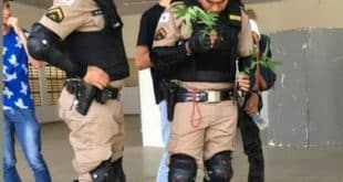 Pés de maconha é localizado em um canteiro na Universidade Estadual de Montes Claros