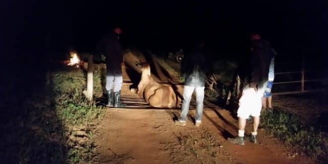 Bombeiros em Montes Claros resgata cavalo preso em “Mata-Burros”
