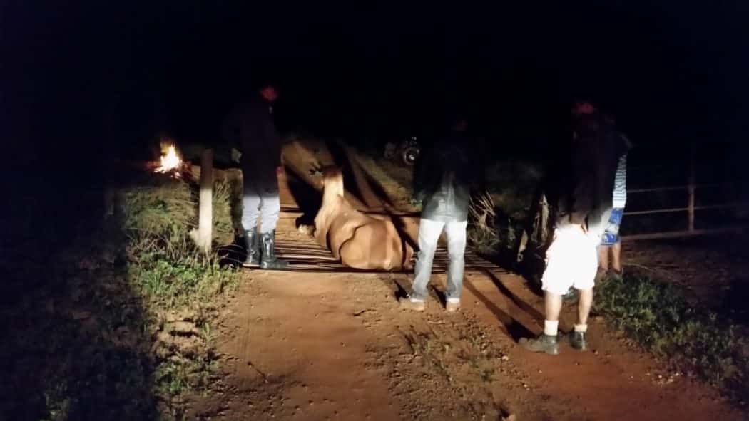 Bombeiros em Montes Claros resgata cavalo preso em “Mata-Burros”