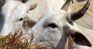 Especialistas recomendam plantio sustentável para garantir segurança alimentar