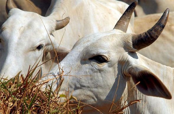 Especialistas recomendam plantio sustentável para garantir segurança alimentar