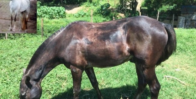 Bandidos roubam cavalo branco e pintam animal de marrom para 'encobrir' o crime