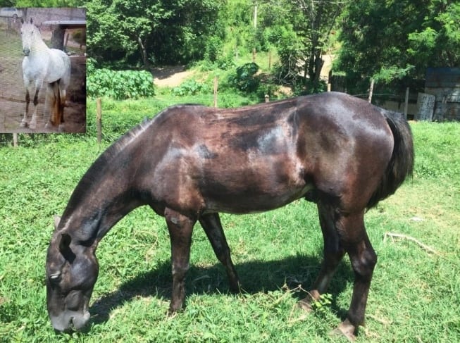Bandidos roubam cavalo branco e pintam animal de marrom para 'encobrir' o crime