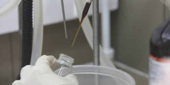 Pesquisadoras da UFOP descobrem cura para a Doença de Chagas em animais de laboratório
