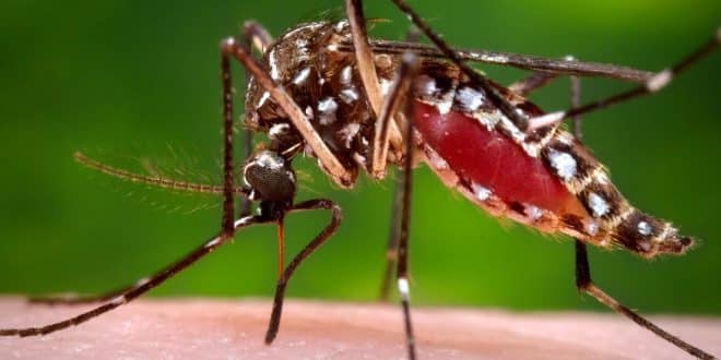 Minas Gerais tem mais de 7 mil casos prováveis de dengue em 2019