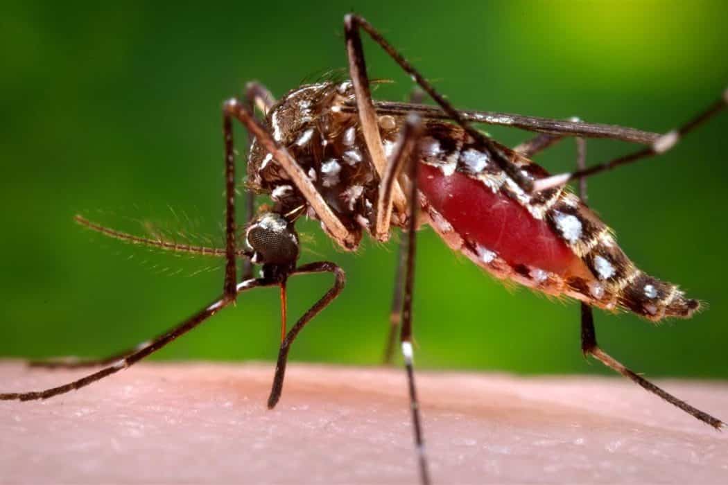 Minas Gerais tem mais de 7 mil casos prováveis de dengue em 2019