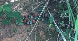 Cobra Coral é capturada em residência do bairro Carmelo